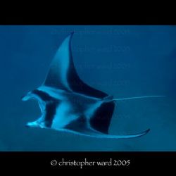 Bora Bora, French Polynesia. One of the murkier dives of ... by Christopher Ward 